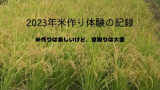【農業体験】2023年田んぼオーナーの米作りでわかった草取りの大事さ 
