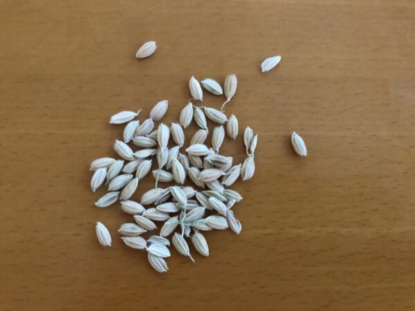 籾付き米