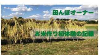 【農業体験】「田んぼオーナー」になり種まきから稲刈りまで米作り初体験の記録 
