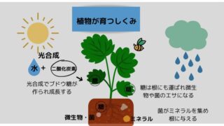【自然栽培とは】農薬・肥料不使用の再生可能な農法、有機栽培との違いも解説 